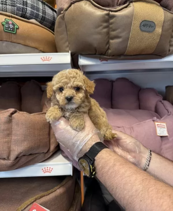 Bebek Yüzlü Maltipoo Yavrularımız