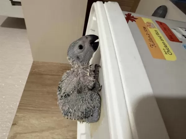 El Besleme Bebek Jako