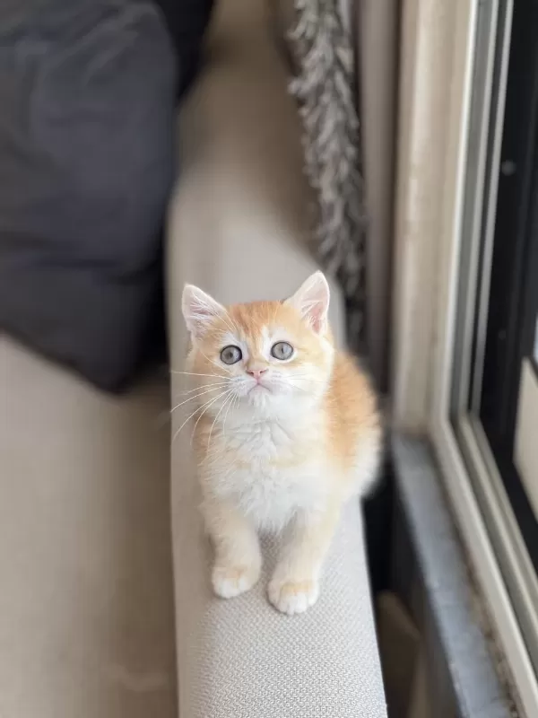 Hemen Teslim Golden British Shorthair Yavrum