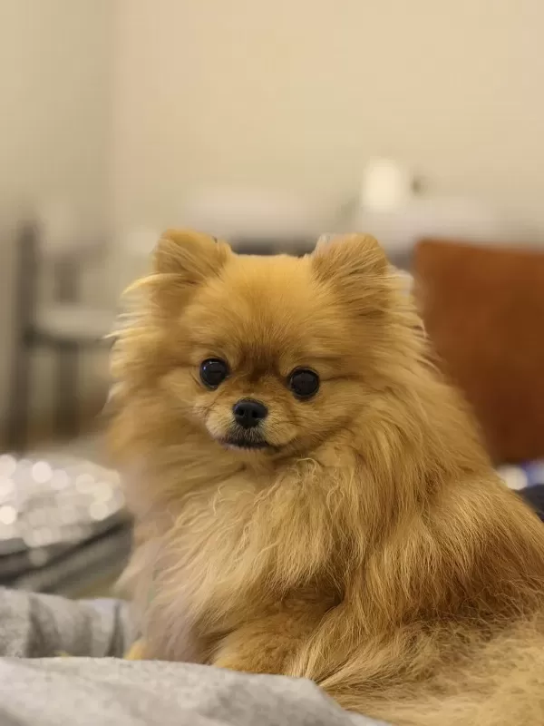 Pomeranian Boo 1 Yaşında