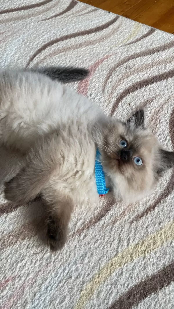 British Longhair Kedimiz