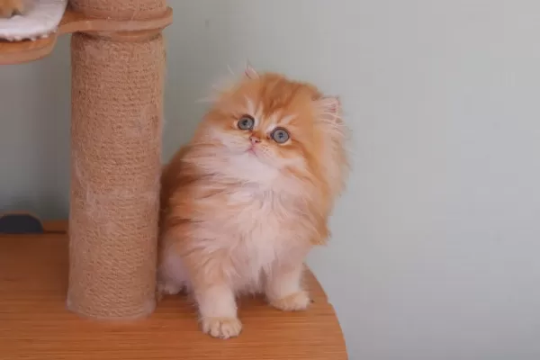 British Longhair Safkan Dişi