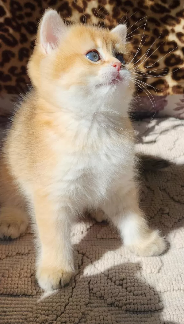 Safkan British Shorthair Ve Longhair Golden