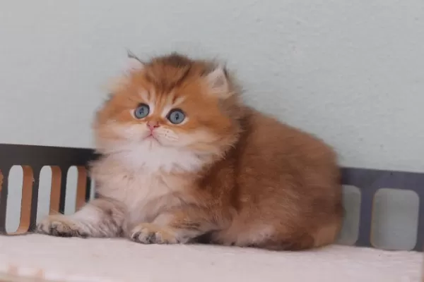 Safkan British Longhair Erkek