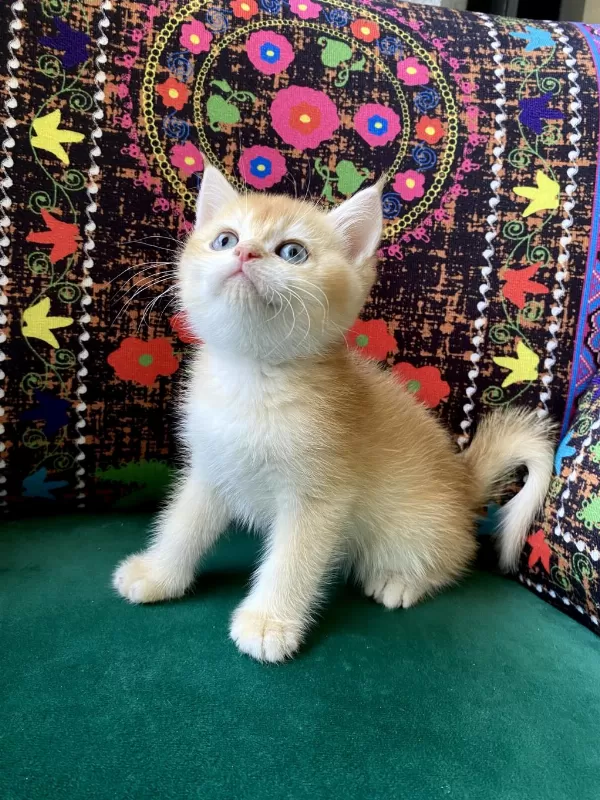 Golden Yavru British Shorthair