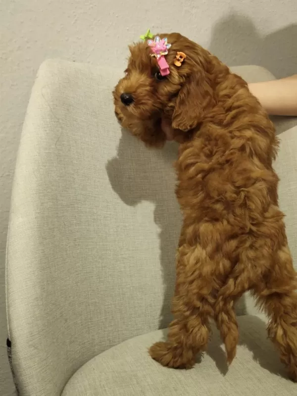 Üst Kalite Maltipoo Yavrum Uygun Verilecek