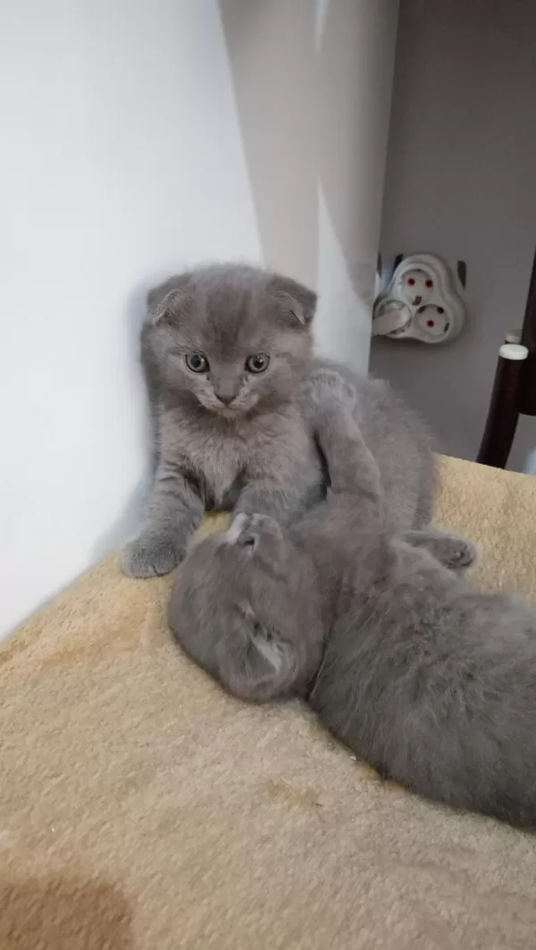 Sahibinden Scottish Fold Yavrular