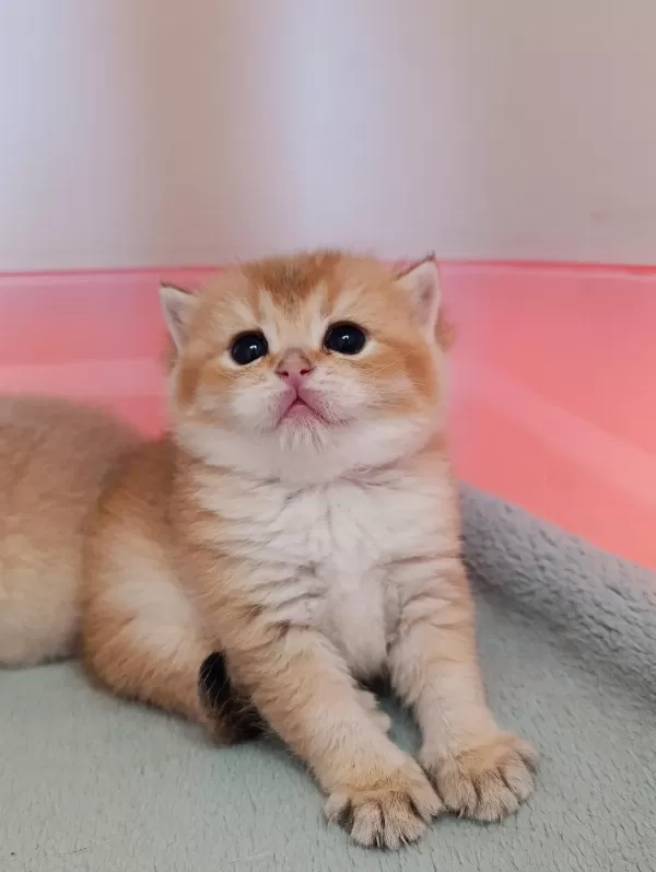 British Shorthair Golden Erkek