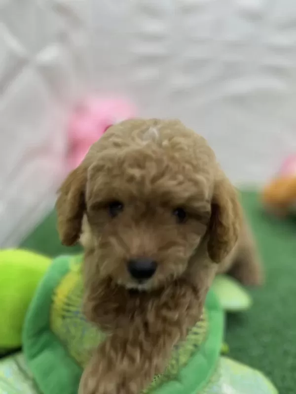 Erkek Dişi Üst Kalite Maltipoo Köpekler