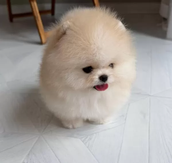 Göz Alıcı Tüy Yapısına Sahip Pomeranian Boo