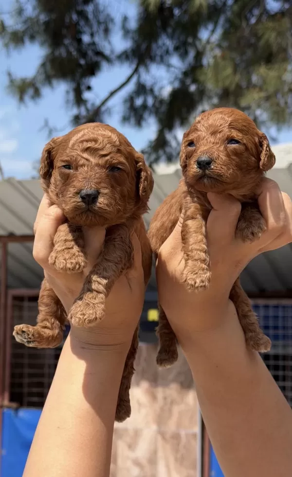 Kore Poodle Çok Sevimli Yavrular