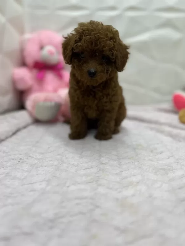 2.5 Aylık Toy Poodle Bebekler