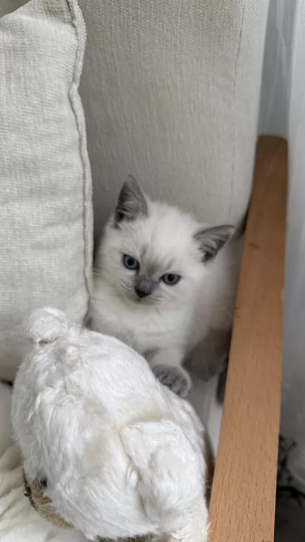 British Shorthair 55 Günlük Erkek