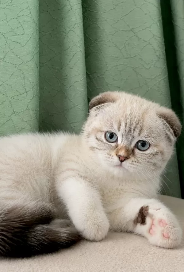 En Güzel Yavru Scottish Fold