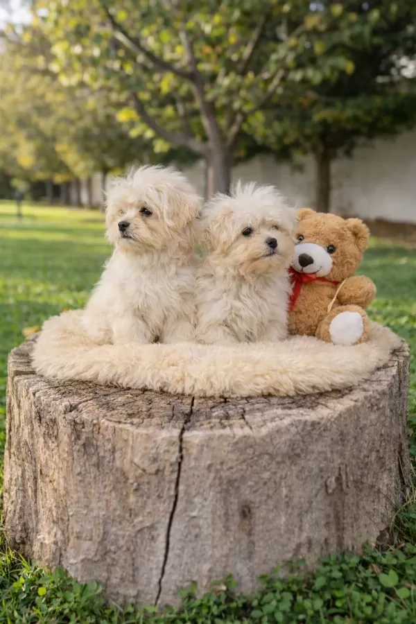 A Kalite Gerçek Maltipoo Yavrular