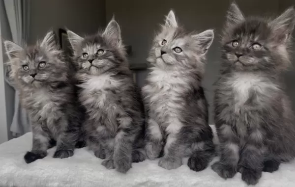 Blacksmoke Maine Coon Yavruları Granddesign Cattery