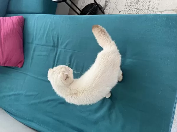 8 Aylık Dişi Scottish Fold
