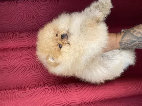 Garantili Orj Pomeranian