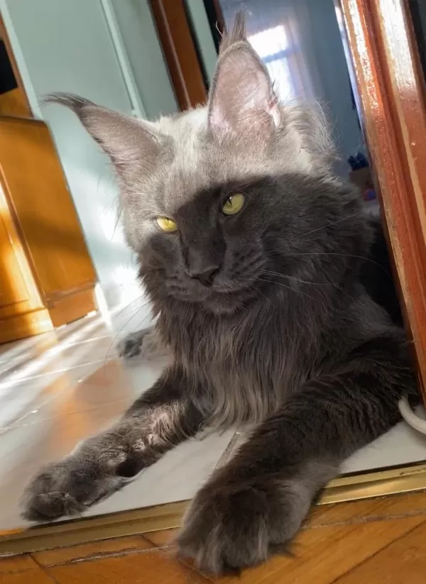 Xxxl 2 Erkek Yavru Maine Coon