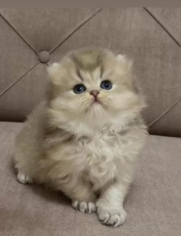Safkan British Longhair Blue Golden Yavru
