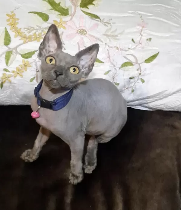 Tüy Alerjisi Olupta Kedi Severlere Müjde Sfenks