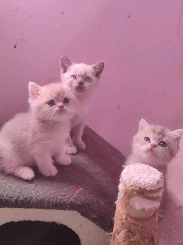 4 Erkek 1 Dişi A Kalite Kedilerimiz Yuva Ariyor