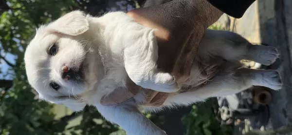 Sevimli Bebiş Köpekler