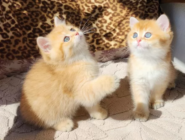 Safkan British Shorthair Ve Longhair Golden