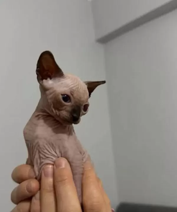 Sphynx Sfenks Yavrular