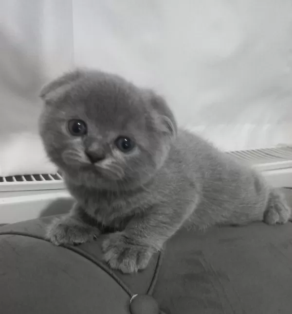 Scottish Fold Yavrumuz Yuva Arıyor