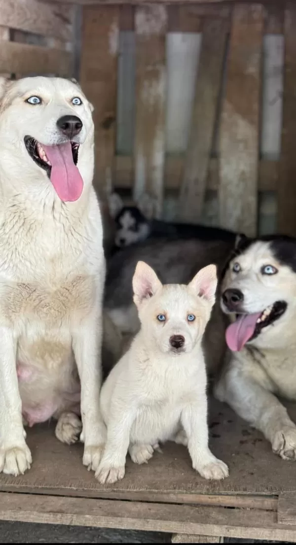 Sağlıklı Husky Yavrular