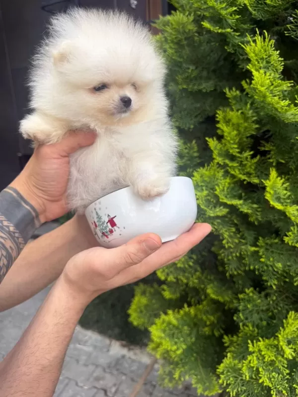 Orjinal Teacüp Pomeranian