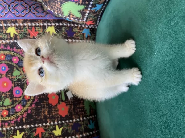 Golden British Shorthair Yavrusu