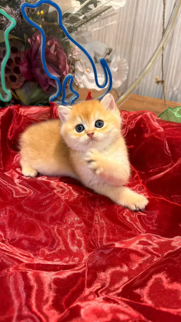 Golden Ny12 Top Kafa Safkan British Shorthair