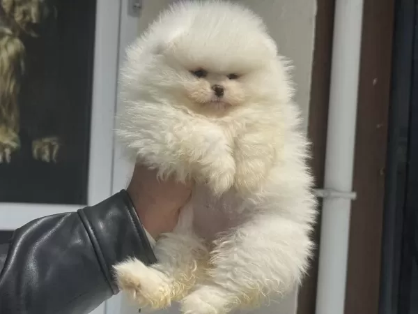 Petmode Köpek Çiftliğinden Tea Cup Pomeranian