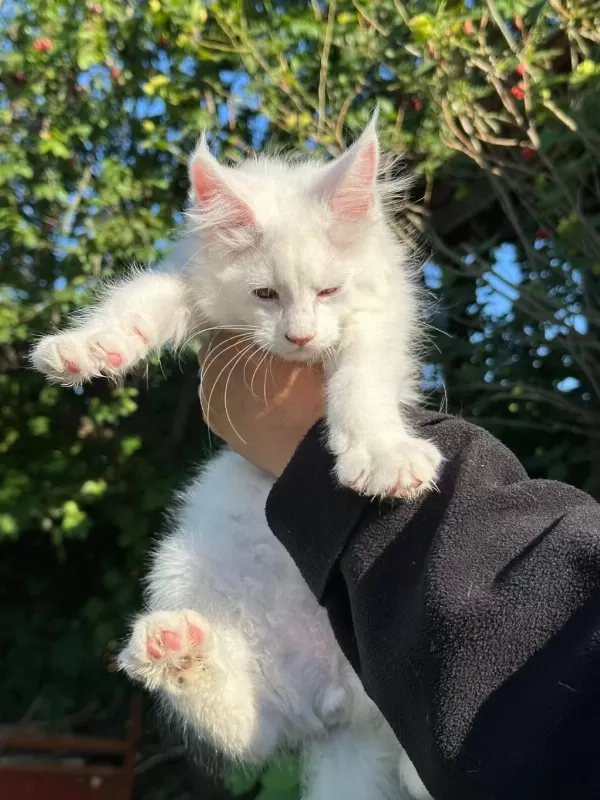 Saf Kan Xl Beyaz Aslan Maine Coon Yavruları