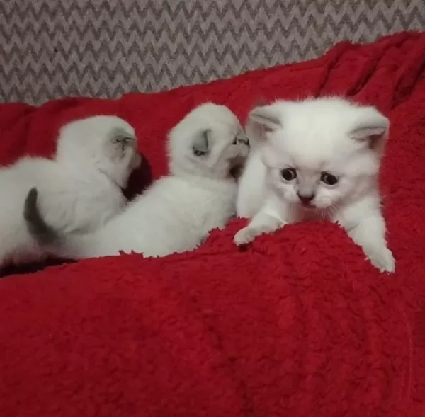 Blue Point Scottish Fold İzmir Buca