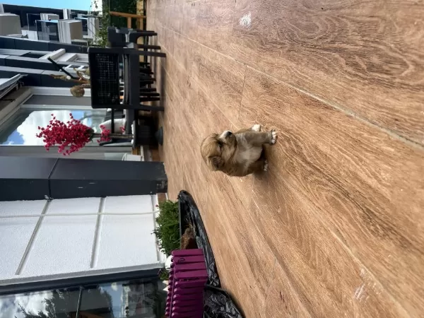 Sağlıklı Maltipoo Yavrularım