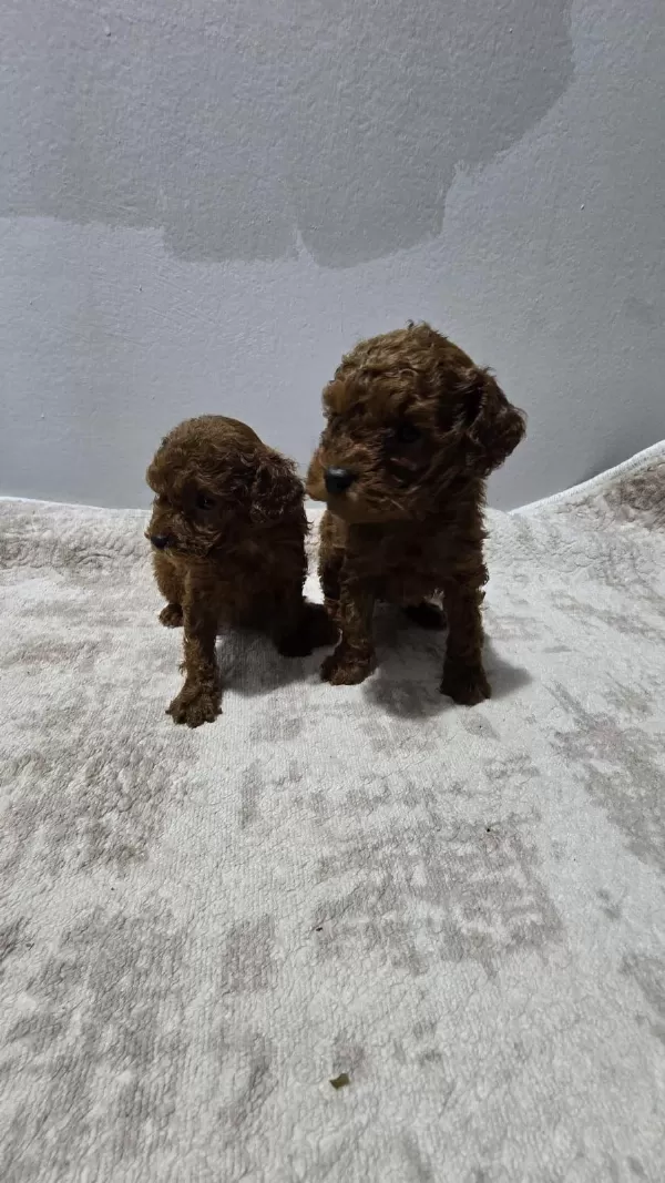 Dark Brown Kore Poodle Bebekler