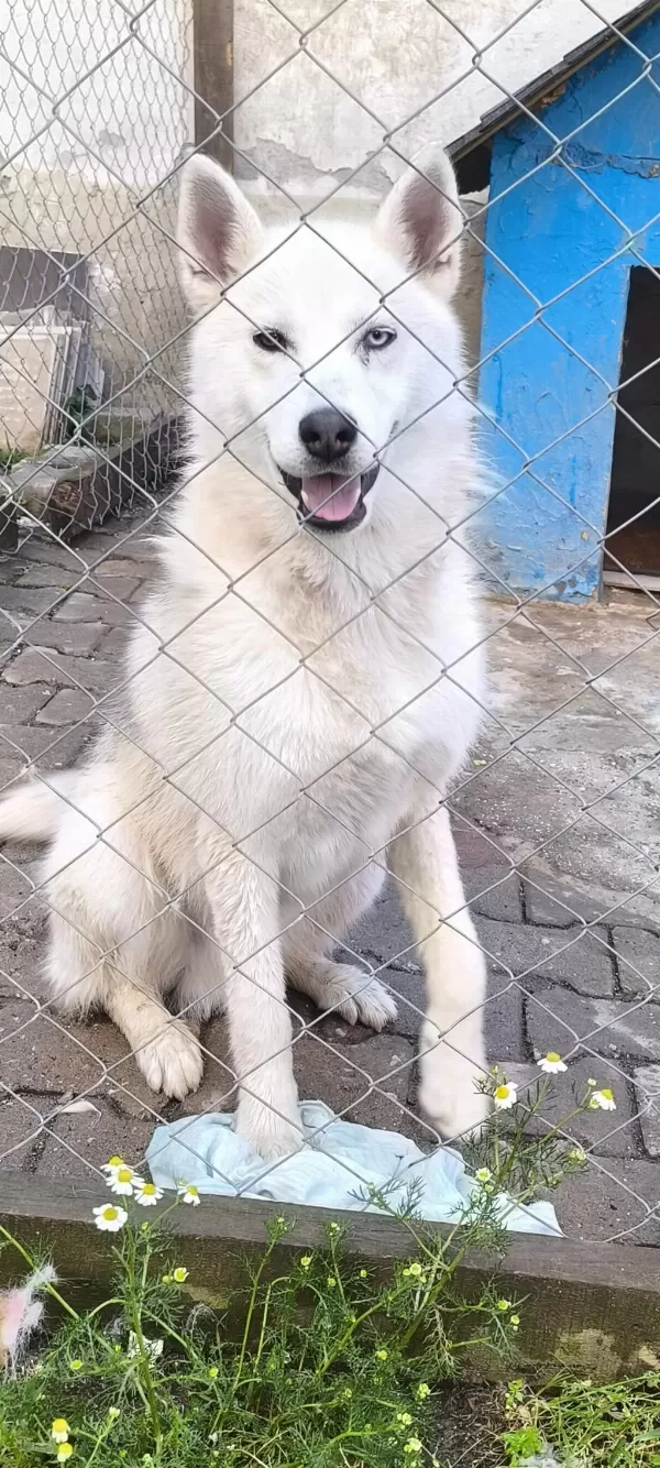 9 Aylık Husky Erkeğimiz