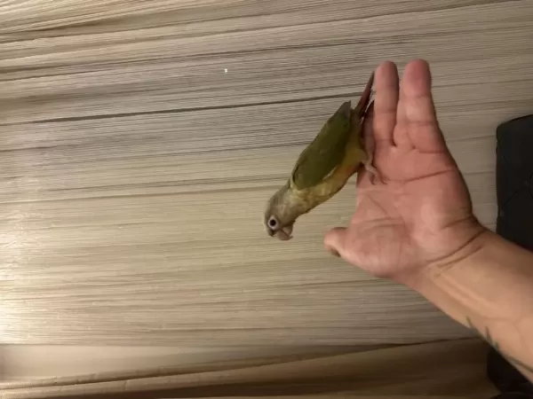El Besleme Konur Bebek