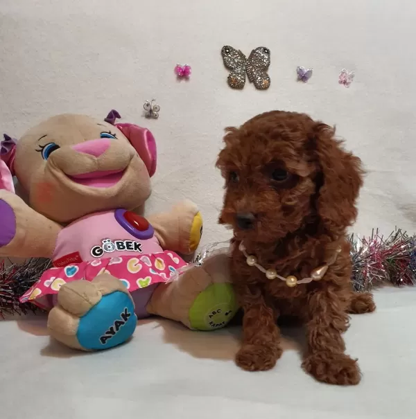 Kore Kan Poodle Yavrular