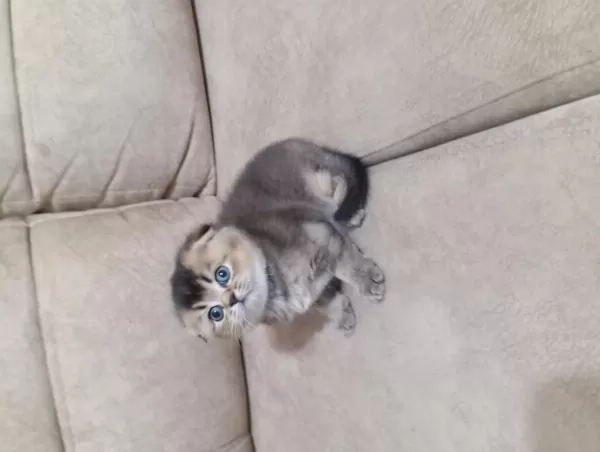 Scottish Fold Erkeğimiz