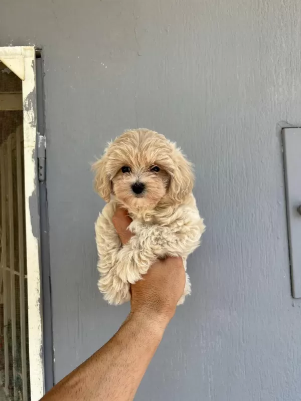 Kore Kan Maltipoo Bebekler Daha İyisi Yok