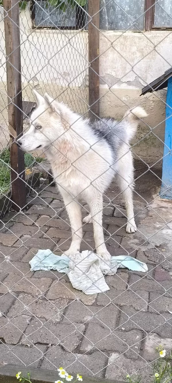 9 Aylık Husky Erkeğimiz