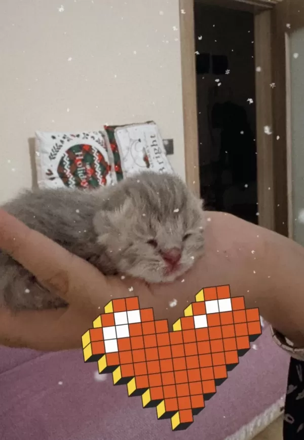 Rezerve Açık Scottish Fold