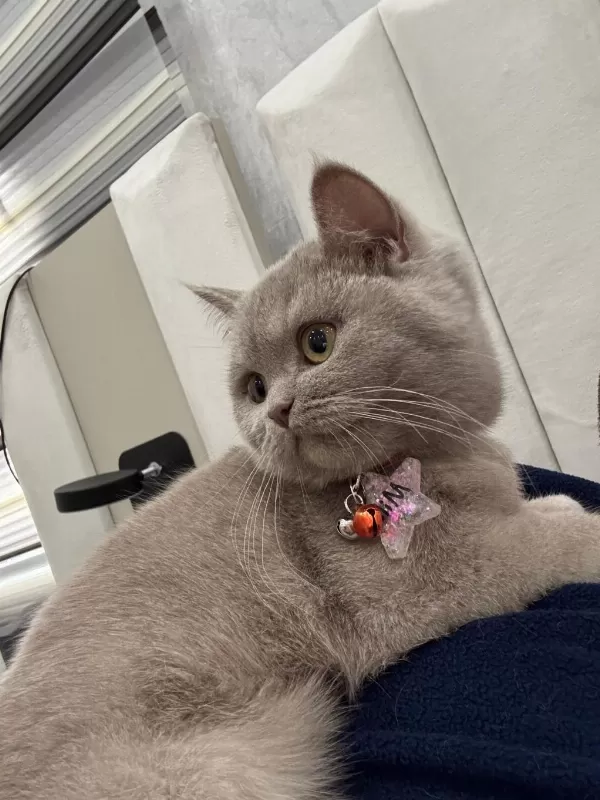 British Shorthair 6 Aylık