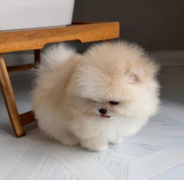 Göz Alıcı Tüy Yapısına Sahip Pomeranian Boo