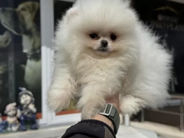 Petmode Köpek Çiftliğinden Tea Cup Pomeranian