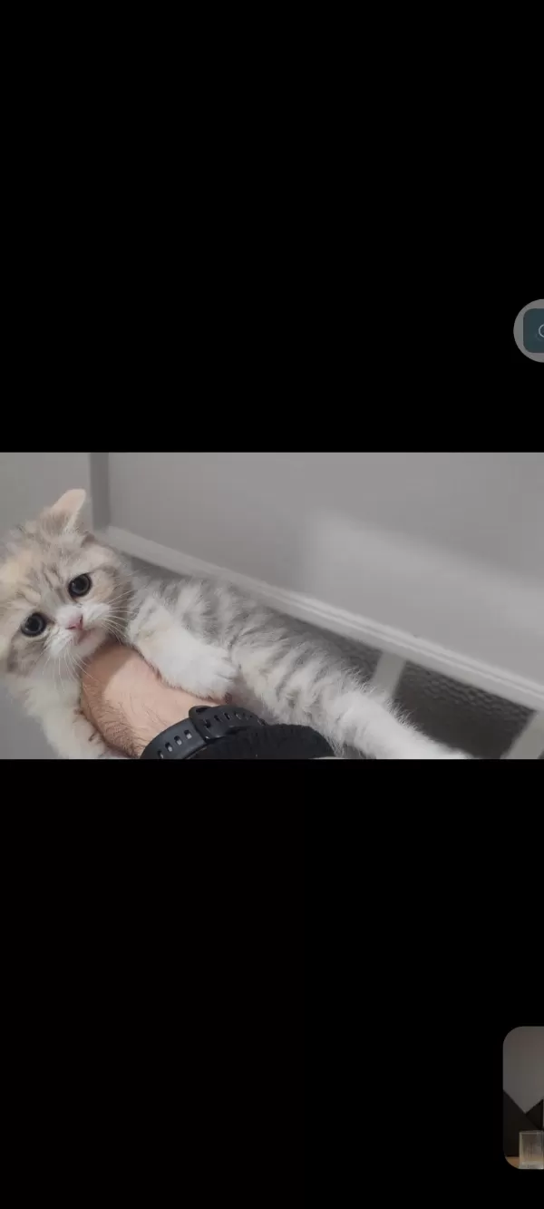 British Shorthair Kedisi